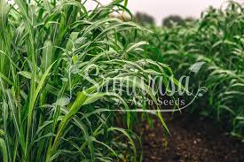 Sudan Grass